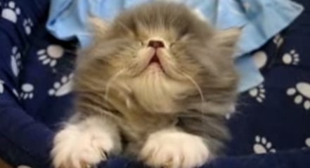 Ce chaton très fatigué tente de lutter contre le sommeil... Il va vous faire craquer !