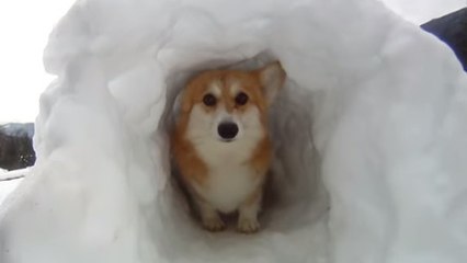 Pour faire plaisir à son chien, cet homme lui a fait un igloo. Et il s'y amuse comme un petit fou !