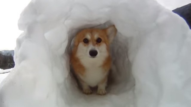 Pour faire plaisir à son chien, cet homme lui a fait un igloo. Et il s'y amuse comme un petit fou !