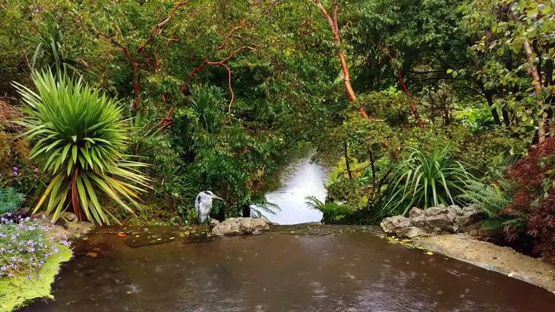 ⁣Relaxing Music for work,deep sleep,study,bird sound