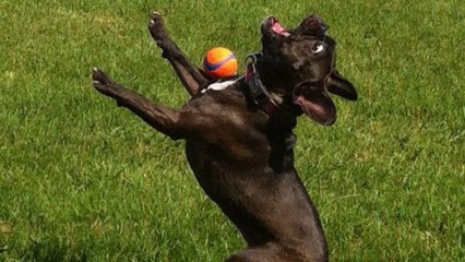 Ces chiens qui n'attrapent rien sont à mourir de rire. Vous allez craquer !