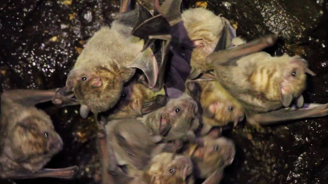 Jagd auf Fledermäuse: So wollen 'Virusjäger' die nächste Pandemie verhindern
