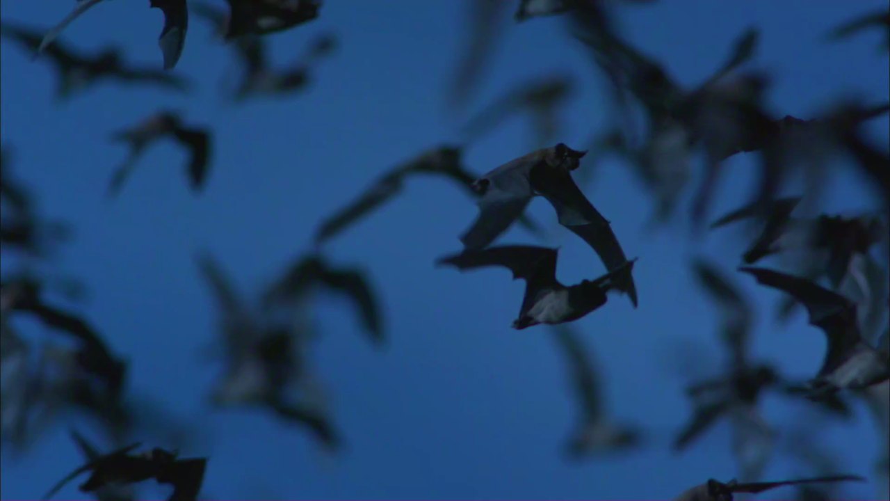 Das Parfum der Liebe: Fledermäuse nutzen besondere 'Geheimwaffe' um Weibchen zu verführen