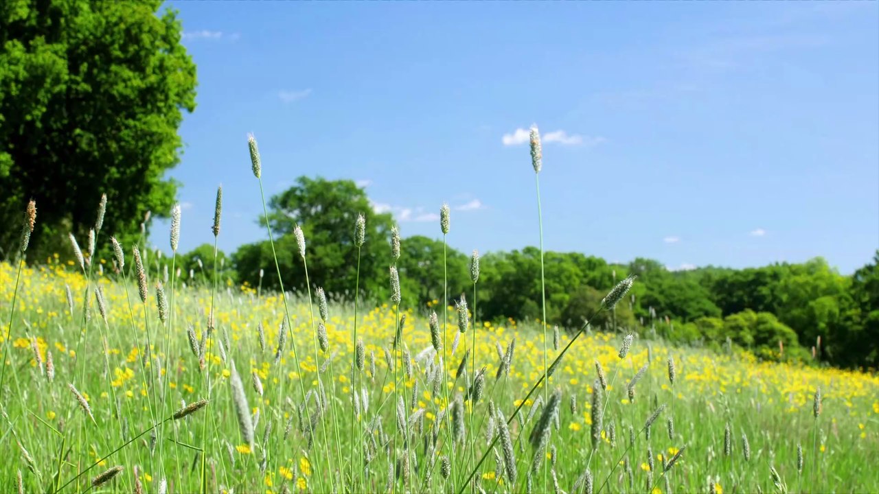 Der Pollenflug bringt eine erhöhte Corona-Gefahr mit sich