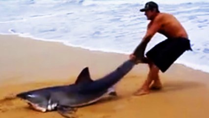 En voyant un requin sur la plage, cet homme n'a pas hésité. Tout le monde n'aurait pas eu le même courage...