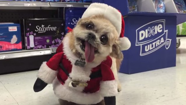 Les clients de ce supermarché ont croisé un drôle de Père Noël dans les rayons. Vous allez craquer