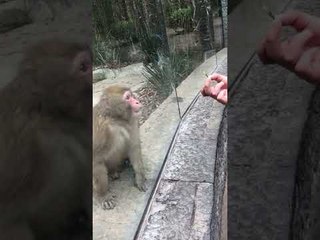 Monkey’s Adorable Reaction to Magic Trick