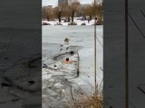 Brave Bystander Rescues Dog From Frozen River