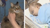 Sans ce chat, ce bébé serait mort de froid. Leur histoire est incroyable