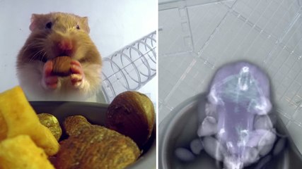 Ils passent au scanner un hamster avec les abajoues remplies. Le résultat est surprenant