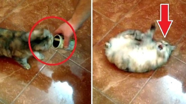 Quand on lui présente des olives, ce chat a une réaction dingue. Vous n'allez pas en revenir