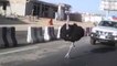 Un émeu court à la vitesse d'une voiture sur les routes d'Israël. Un spectacle impressionnant !