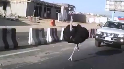 Un émeu court à la vitesse d'une voiture sur les routes d'Israël. Un spectacle impressionnant !