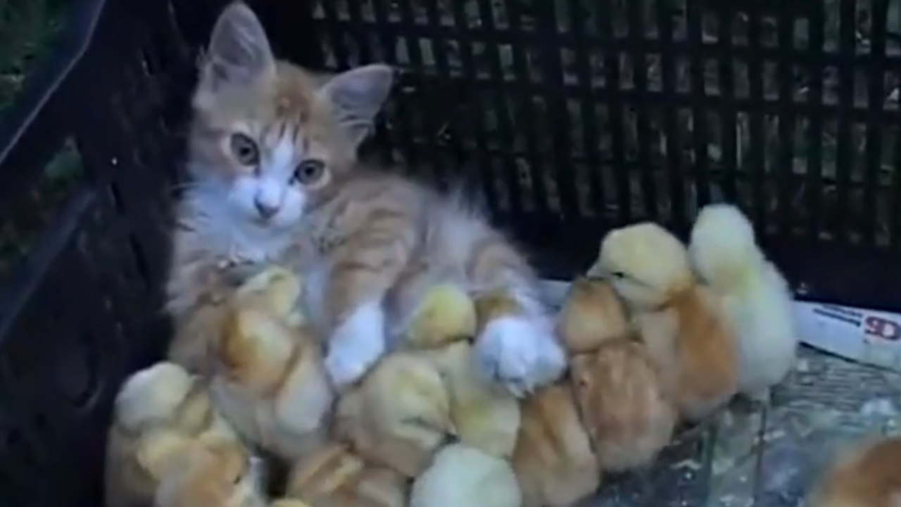Ces petits poussins ne peuvent pas se séparer de cette chatte. Et elle ne veut pas les laisser non plus