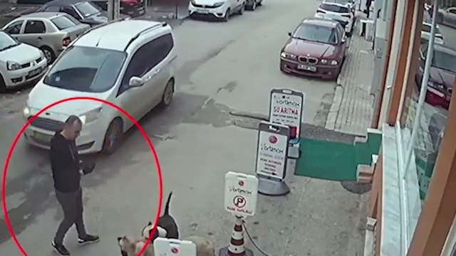Tasma ve ağızlıksız gezdirdiği pitbull cinsi köpek sokak köpeğine saldırdı