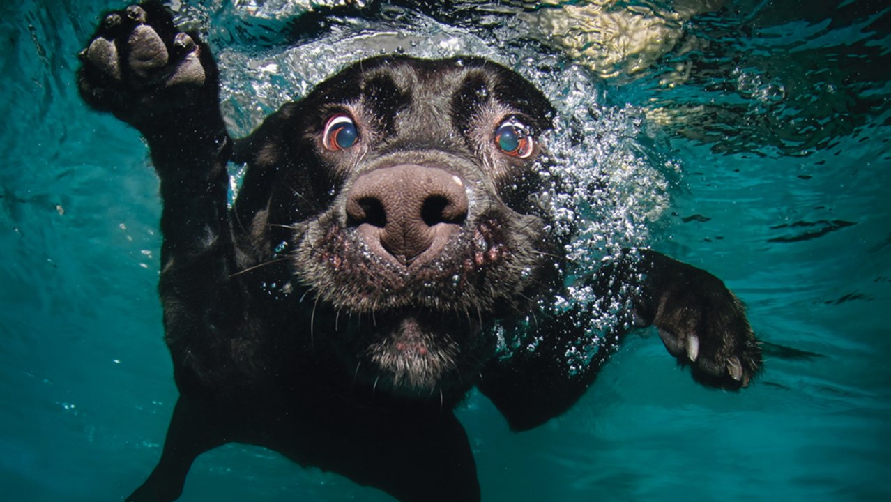 Ce chien adore faire des bulles dans l'eau. Il va vous faire craquer