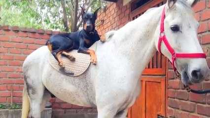 Ce chien et ce cheval sont des amis pas comme les autres. Leur amitié est incroyable