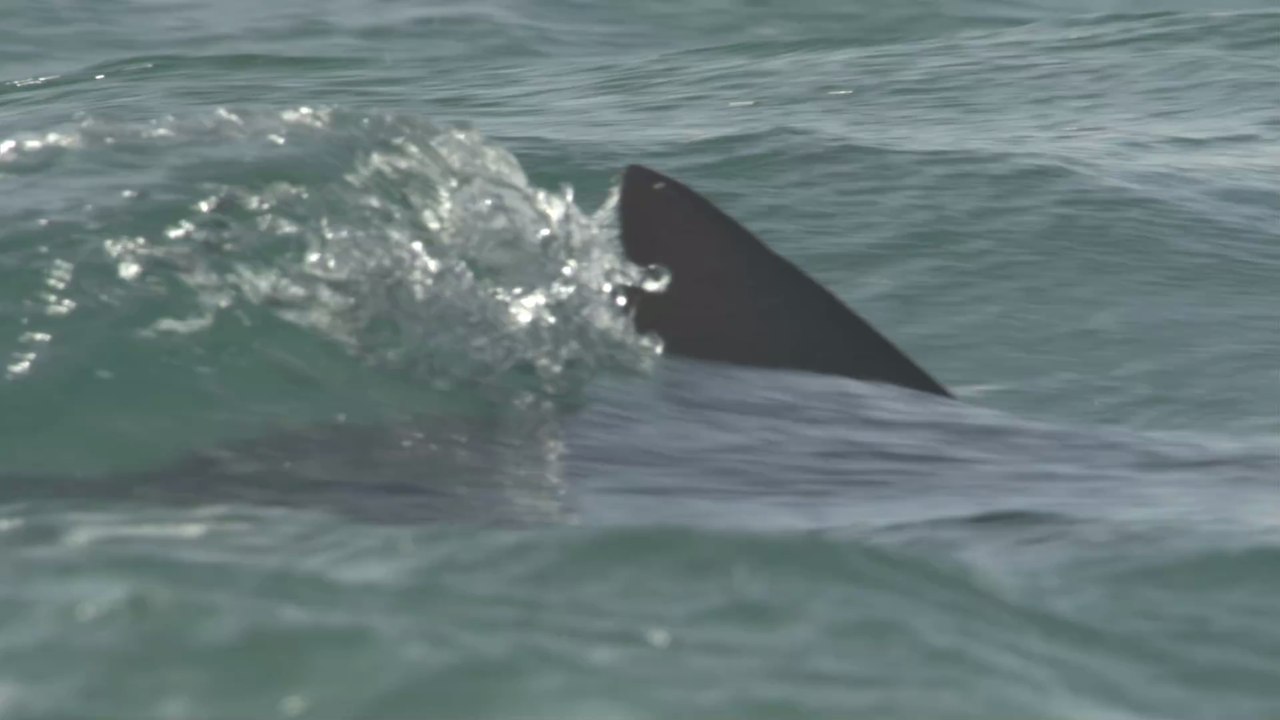 Der größte weiße Hai ändert seine Richtung und schwimmt nach Europa