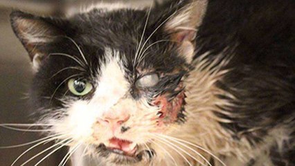 Tout le monde pensait que ce chat était mort. Mais la suite est incroyable