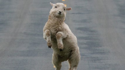 La vidéo adorable d'un gros mouton qui se prend pour un chien de berger