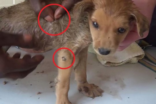 Ce chien était atteint d'une grave infection et aurait pu mourir. Des hommes ont décidé de le sauver