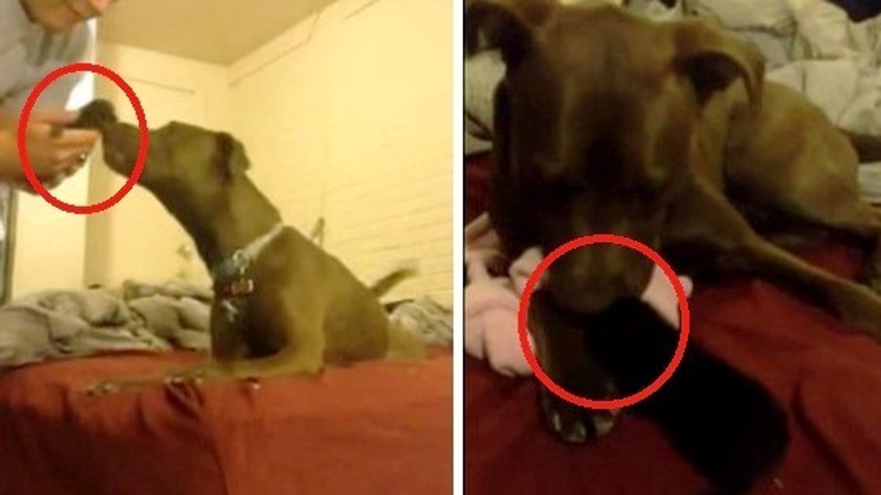 Cette chienne fait la rencontre de son nouveau copain. Elle est très excitée !