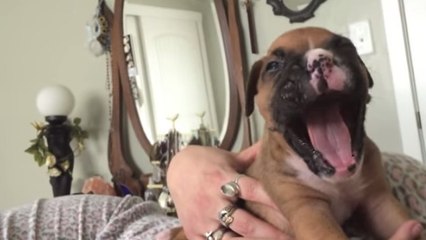 Ce petit chiot apprend à hurler. Il est adorable !