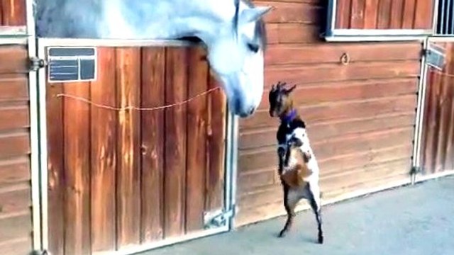 Ce cheval et cette chèvre sont les meilleurs amis du monde. Ils font tout pour se voir