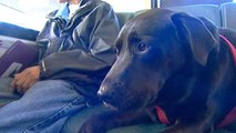 Ce chien arrive à prendre le bus tout seul tous les jours. Il va vous étonner !