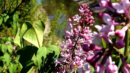 Relaxing Meditation and Yoga Music for Calm and Peaceful Mind