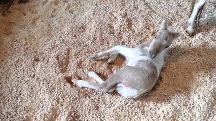 Ce petit poulain se prend pour un chien. Ce qu'il fait est adorable