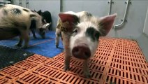 These Are the Pigs That Are Carrying Human Hearts for Transplant