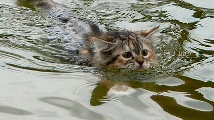 Ce chat a l'air de beaucoup apprécier l'eau de mer... Il va vous faire halluciner
