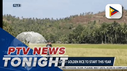 DA: Massive production of golden rice to start this year