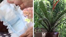 Avec une simple couche, ce mec a réussi à faire un produit sans danger qui va révolutionner votre jardinage !