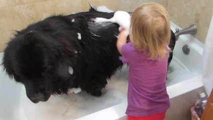 Cette petite fille qui donne le bain à son chien est adorable. Et le chien ne dit rien !