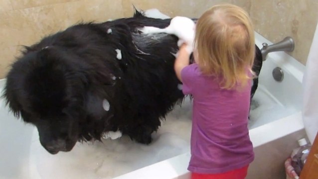 Cette petite fille qui donne le bain à son chien est adorable. Et le chien ne dit rien !
