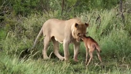 Cette lionne a fait quelque chose d'incroyable quand elle a croisé ce bébé gnou