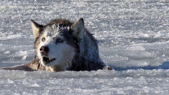 Ce chien était piégé par la glace. Ce que cet homme a fait ensuite est magnifique