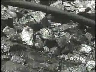 DOKUMENTARI "PUSI 452" |Kinematografia, Arti Skenik - Sporti