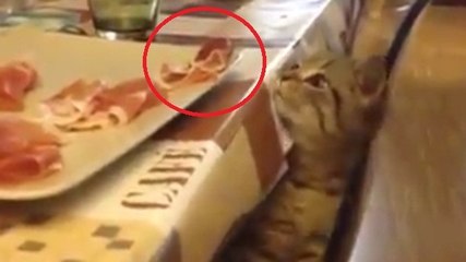 Ce petit chat est sans doute le plus malin du monde !