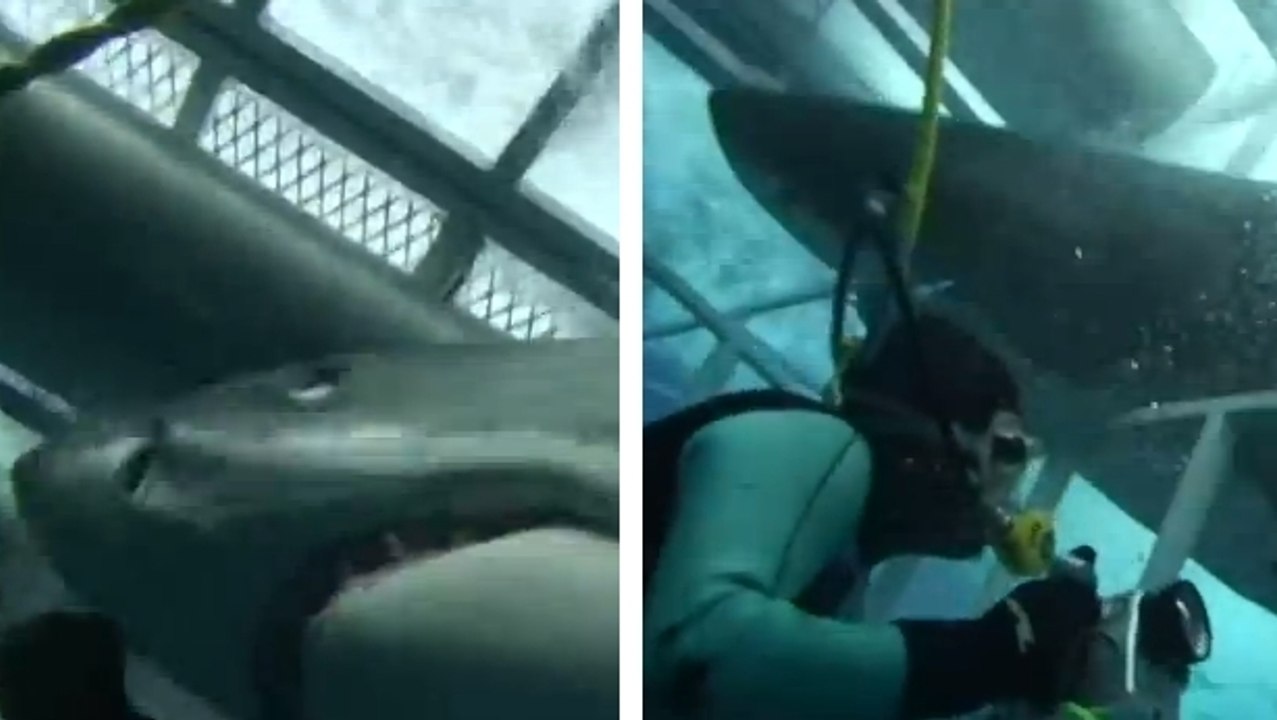 Il voulait photographier quelques requins. Mais la situation a très mal tourné !