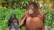 Cette vidéo prouve que les animaux peuvent être les meilleurs amis du monde !