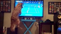 Lorsqu'il voit du tennis à la télé, ce chien devient complètement dingue !