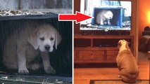 Quand il voit un chien à la télévision, ce chien a une réaction hilarante !