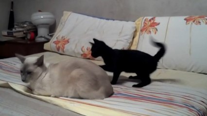 Ce chat voulait s'amuser avec son compagnon. Mais il ne s'attendait pas à sa réaction