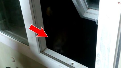 Il a entendu du bruit à la fenêtre. Mais il ne s'attendait pas à ça