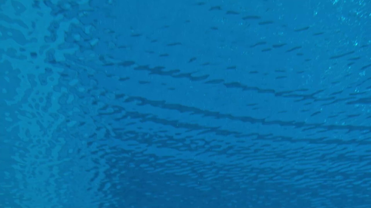 Taucher wird von Buckelwal verschluckt und wieder ausgespuckt