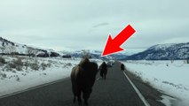 Ce bison n'apprécie pas les intrus. Ces touristes l'ont appris à leur dépens...