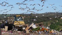 Seagulls are flying garbage detectives